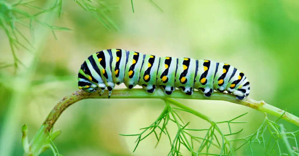 Do Caterpillars Sleep?