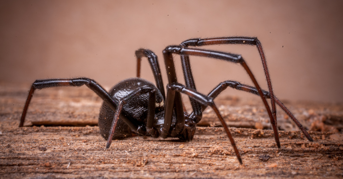 Do Spiders Die After Giving Birth?