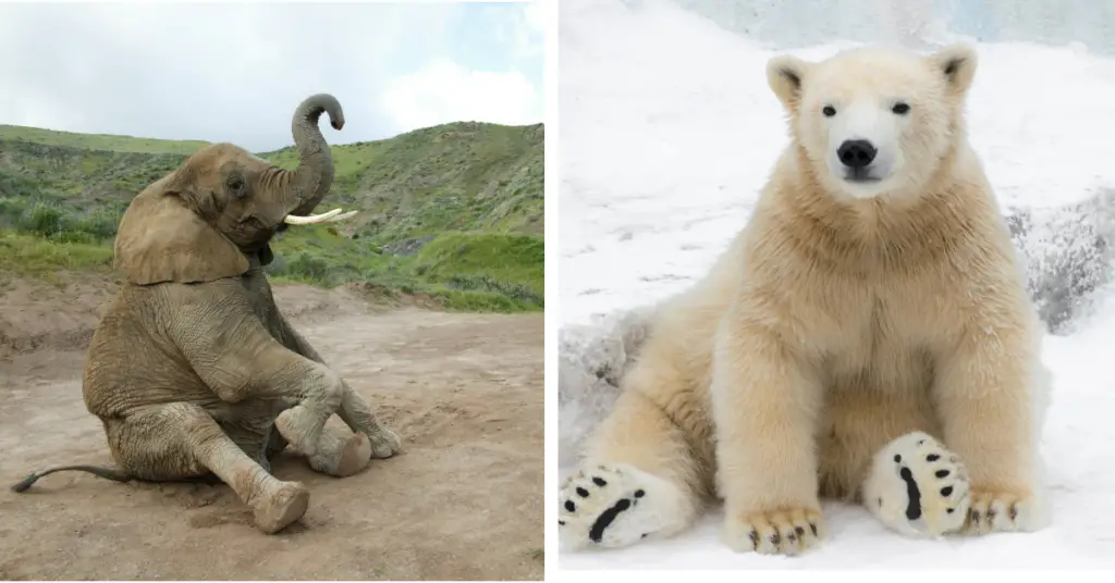 Elephant Vs Polar Bear Who Would Win in a Fight?