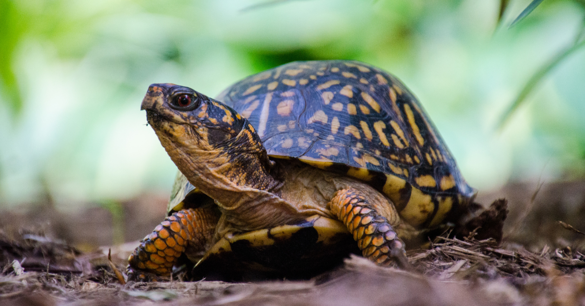 Can Turtles Climb Trees?