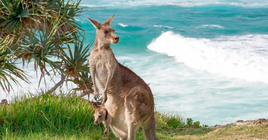 Do Kangaroos Drown People? Avoid Them In Water