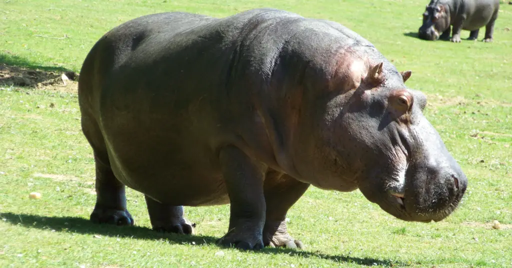 Why Are Hippos So Fat?