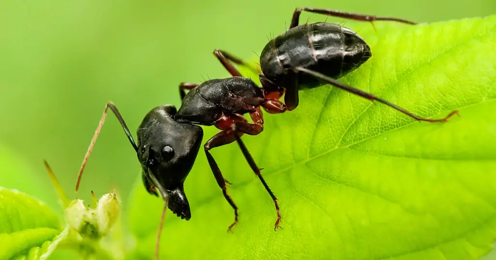How Tall Are Ants?