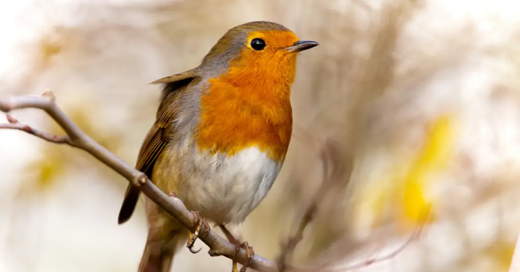 Can You Eat Robins? Are Robins Suitable for Consumption?