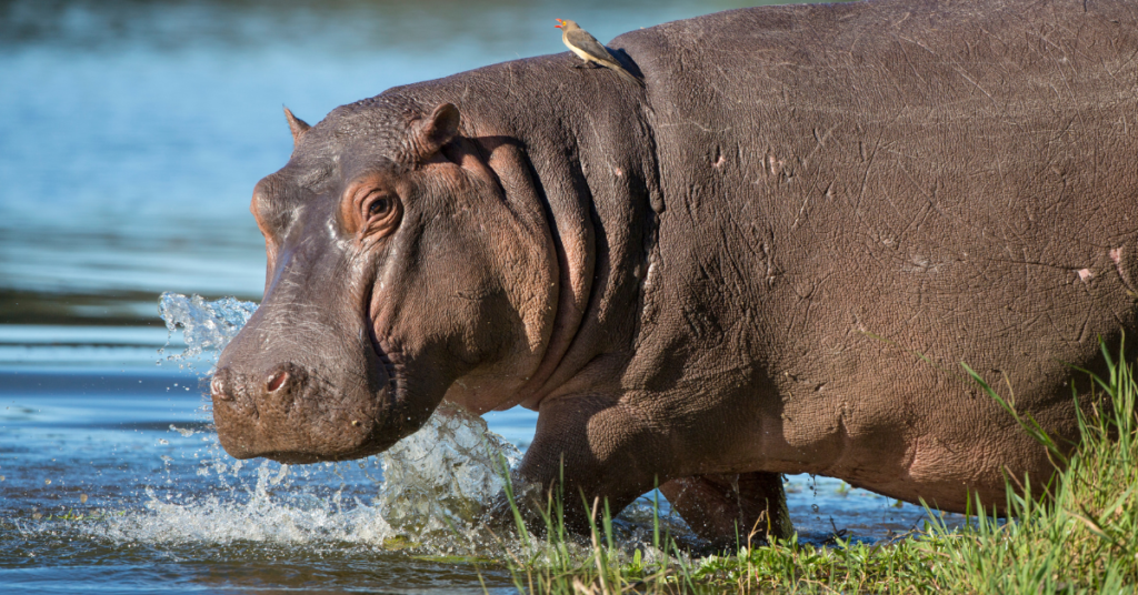 Animals That Can Kill Hippo