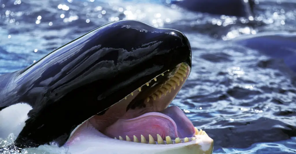 Do Orcas Kill for Fun?