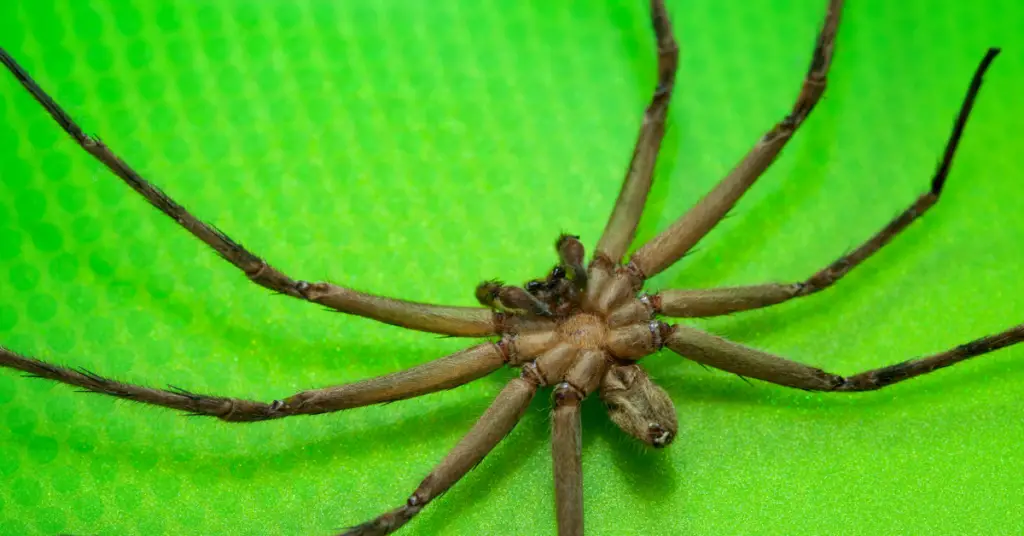Discover the Intriguing World of the Cane Spider