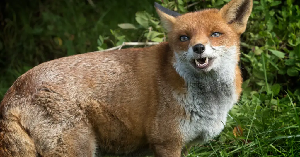 Why Do Foxes Laugh?