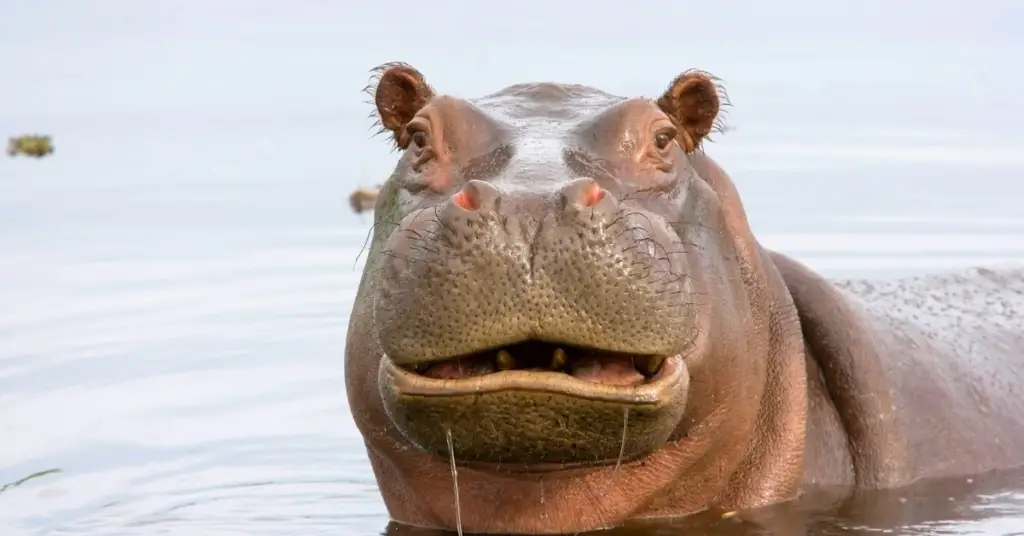 Are Hippos Omnivores? What Do They Eat?