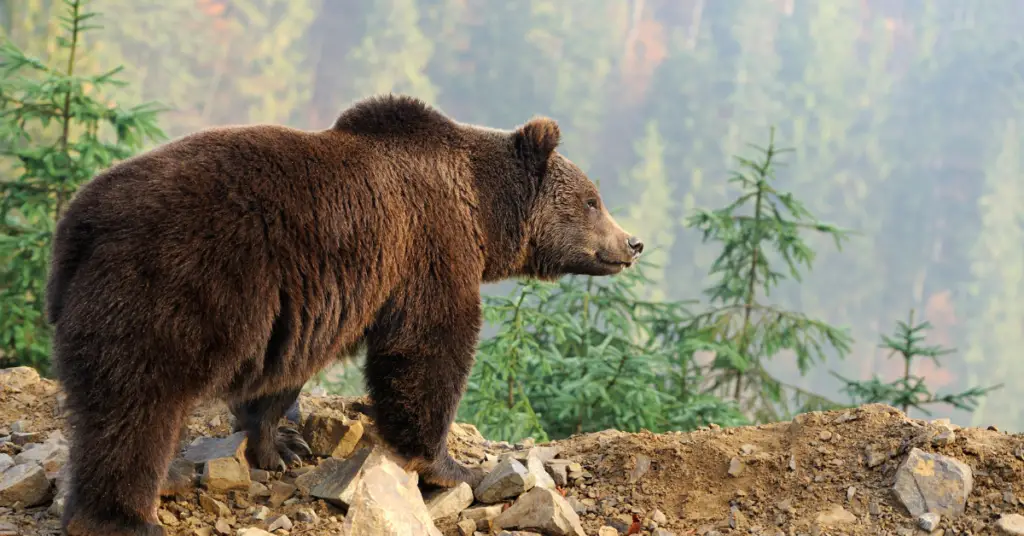 Bear Size Comparison: How Big Are Different Bear Species?