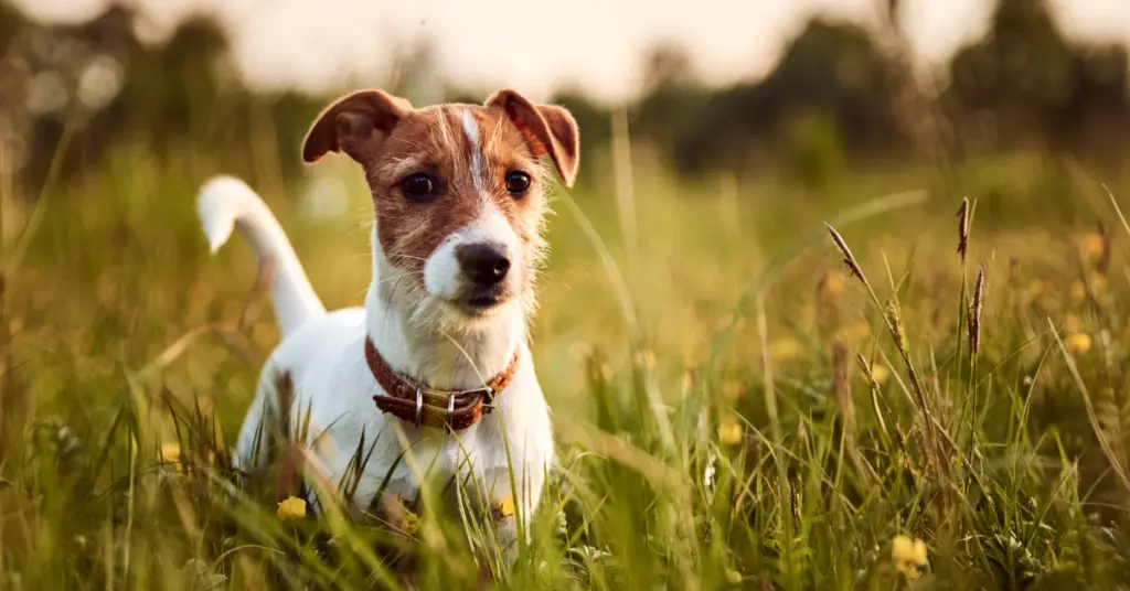 Jack Russell Old Age Problems & How To Identify Them