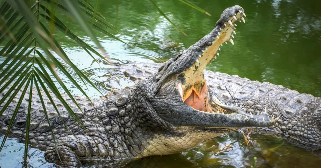 What Eats a Crocodile? List of Predators