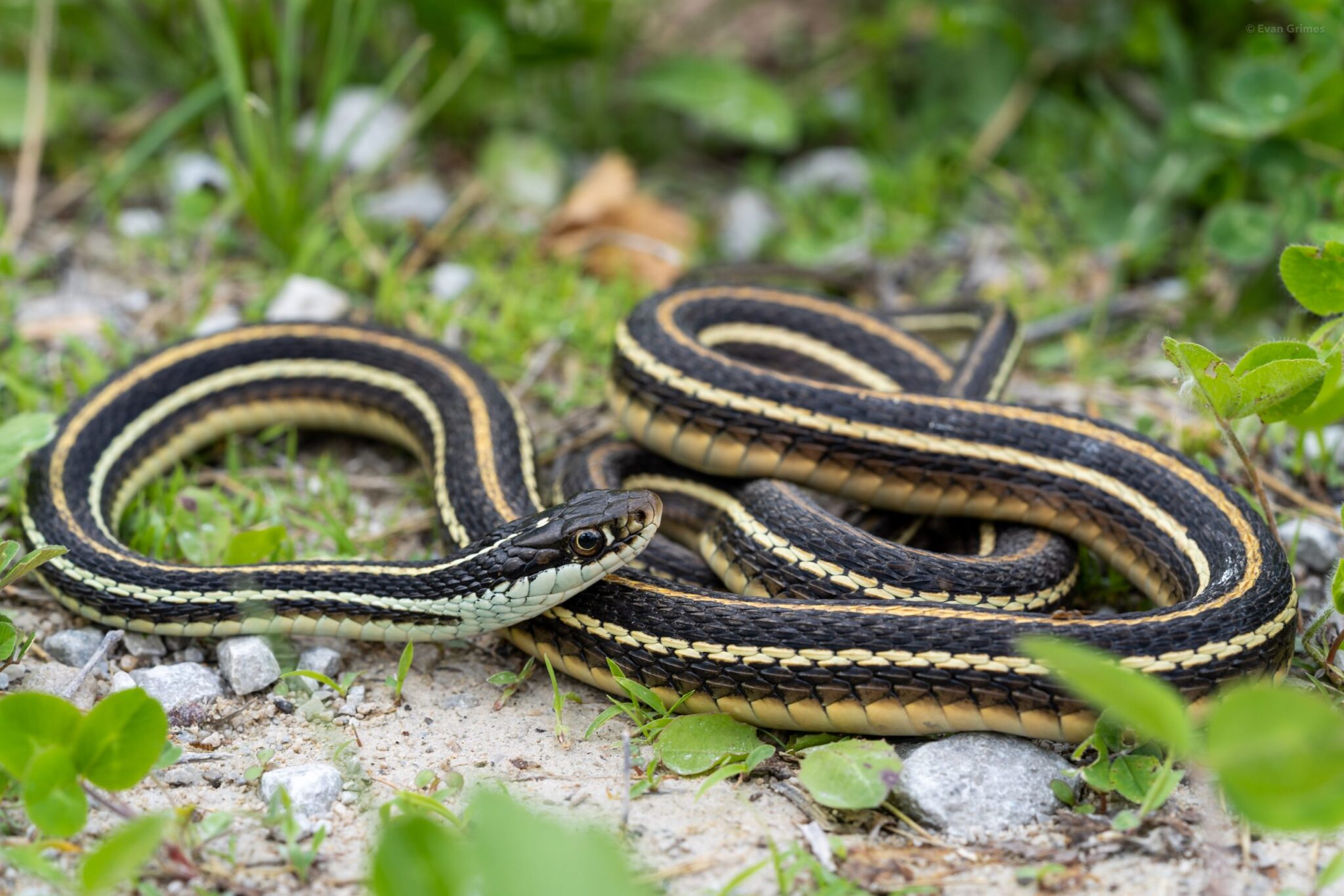 Fresh Look at Snakes That Eat Fish