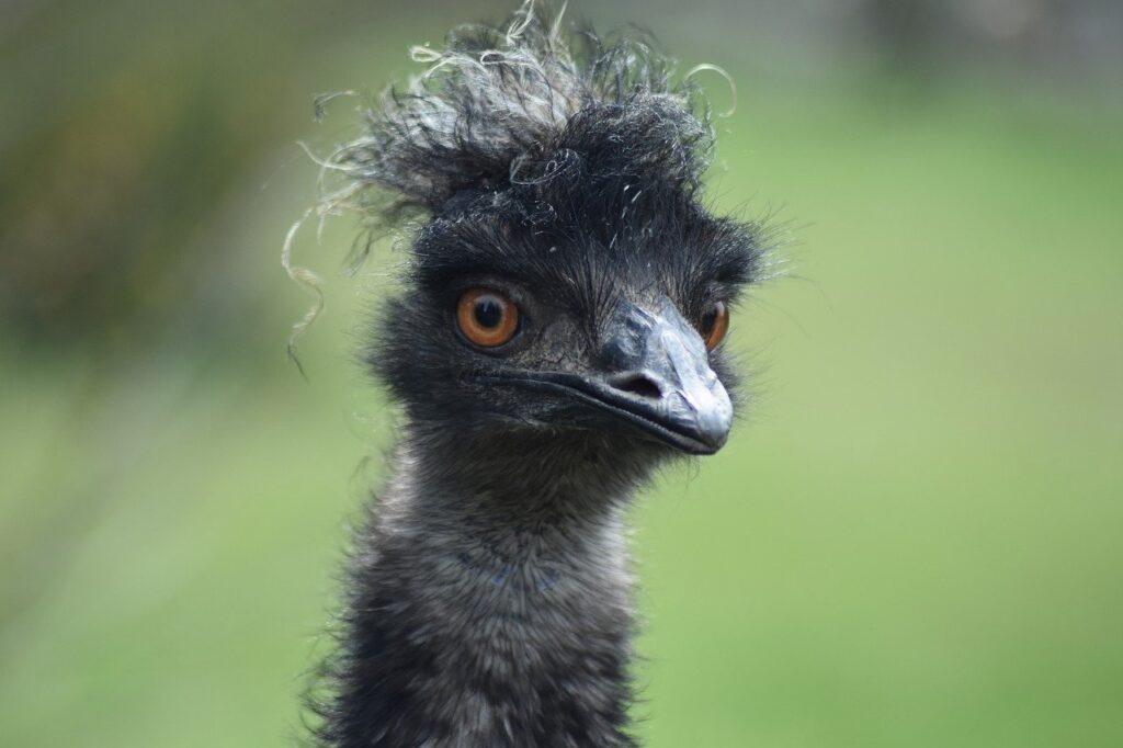 bird, emu, flightless-7917458.jpg