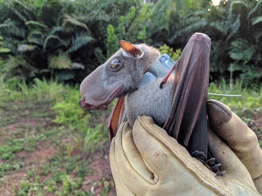 Humongous Hammer-headed Bat Facts