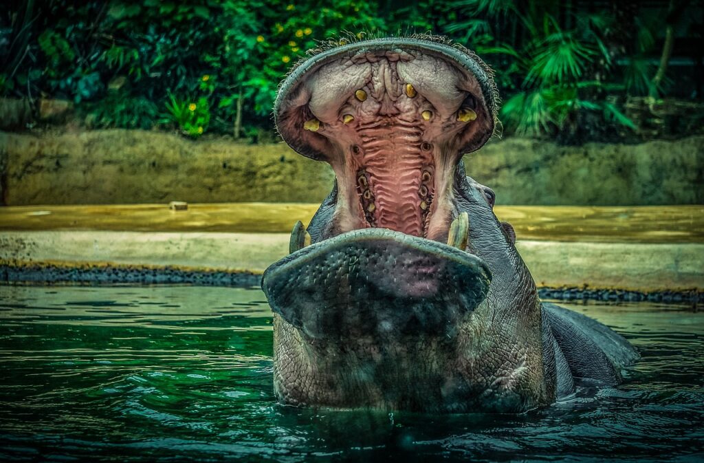 hippo, hippopotamus, water-4187436.jpg