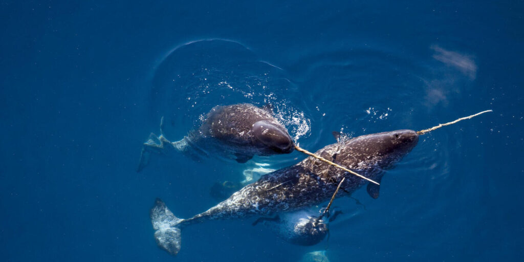 Astonishing Narwhal Facts
