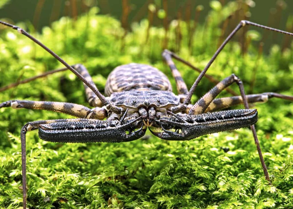 Terrifying Tailless Whip Scorpion Facts
