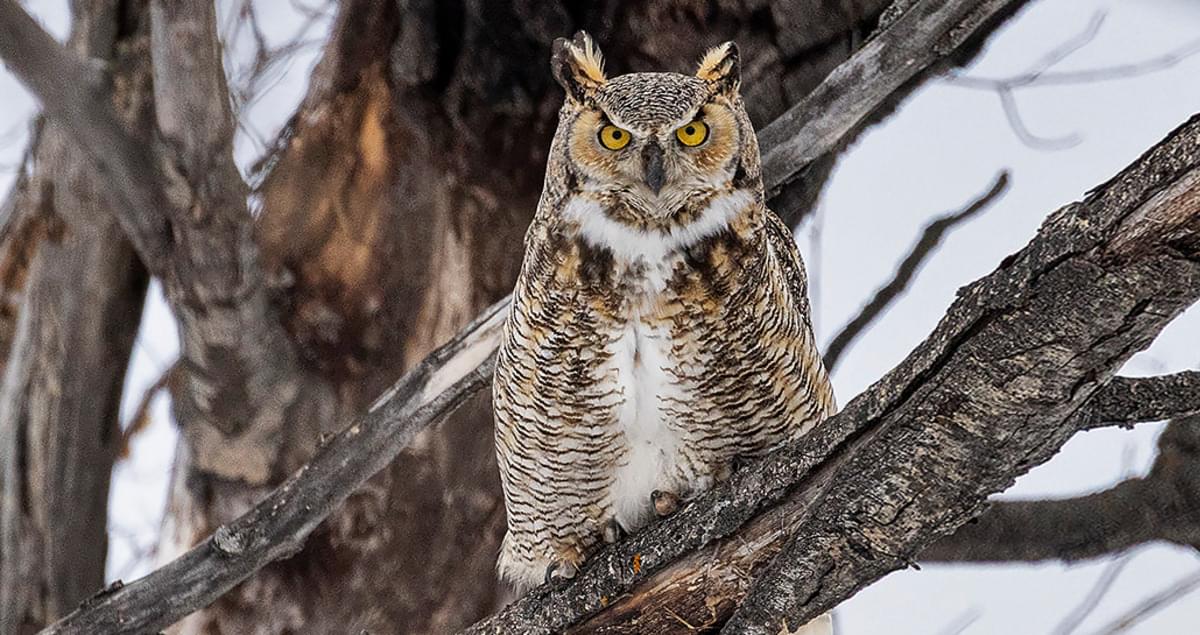 Owls In Missouri Species Identification and Facts Simply Ecologist