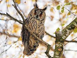 Owls In Missouri: Species Identification and Facts