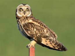 Owls In Missouri: Species Identification and Facts