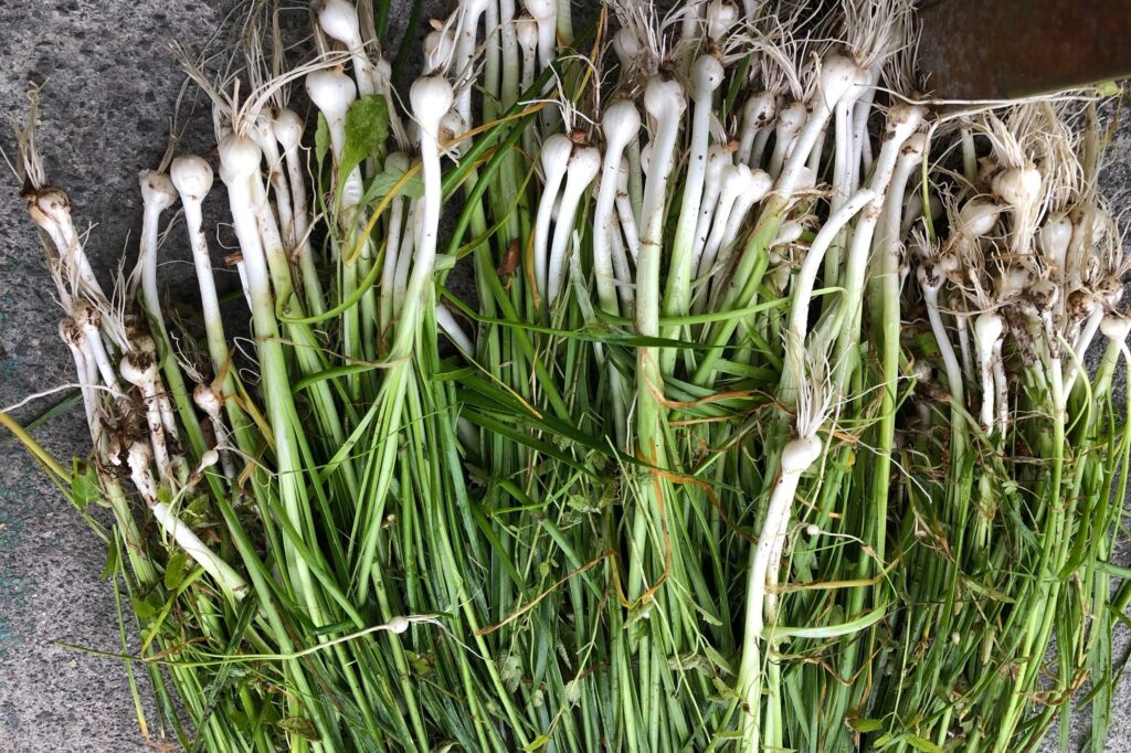 What Do Wild Onions Look Like?