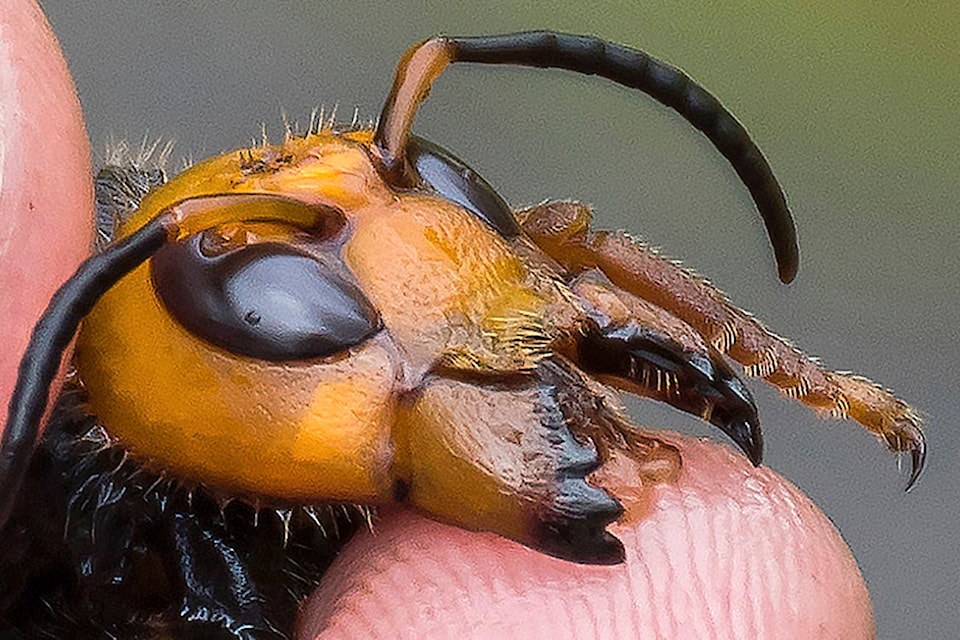 Nature's Nightmares: The Most Scary and Creepy Animals on Earth