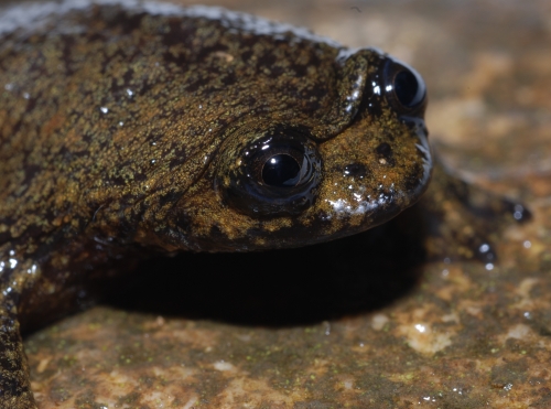 World'S Only Lungless Frog Species Actually Does Have Lungs After All
