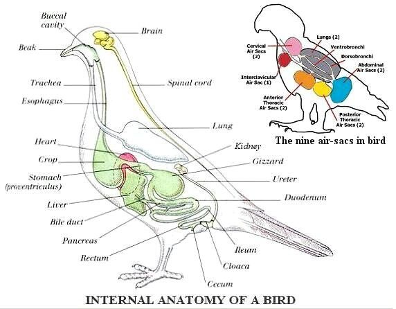 Biology of birds