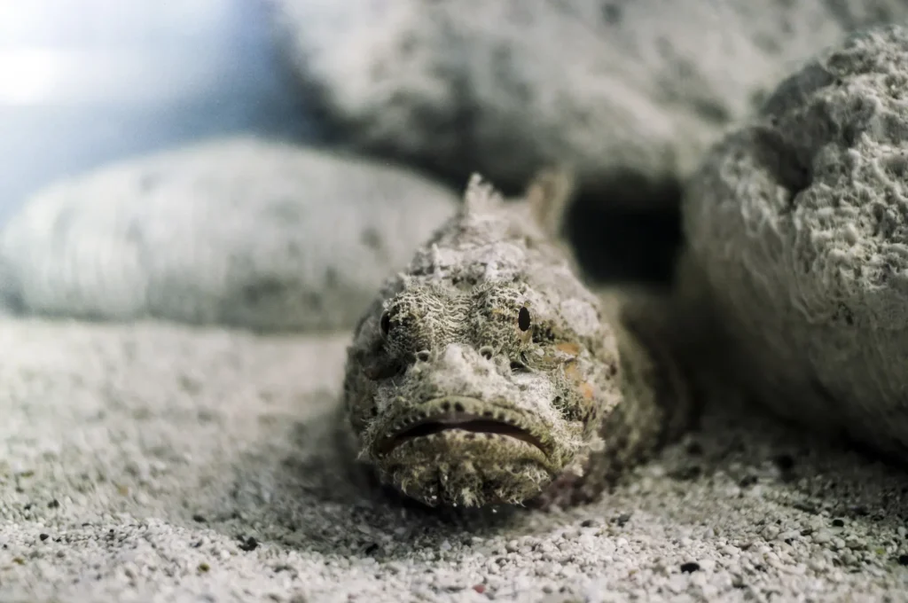 Nature's Nightmares: The Most Scary and Creepy Animals on Earth