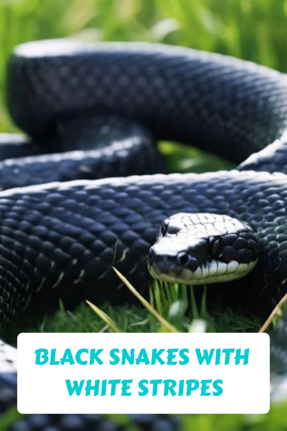Black Snakes With White Stripes