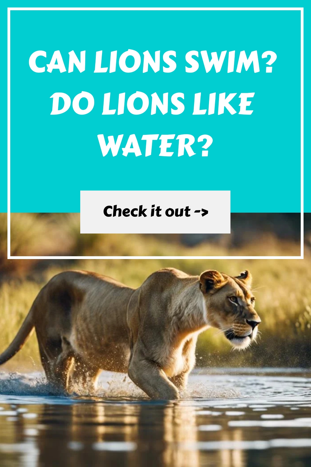 Can Lions Swim? Do Lions Like Water?