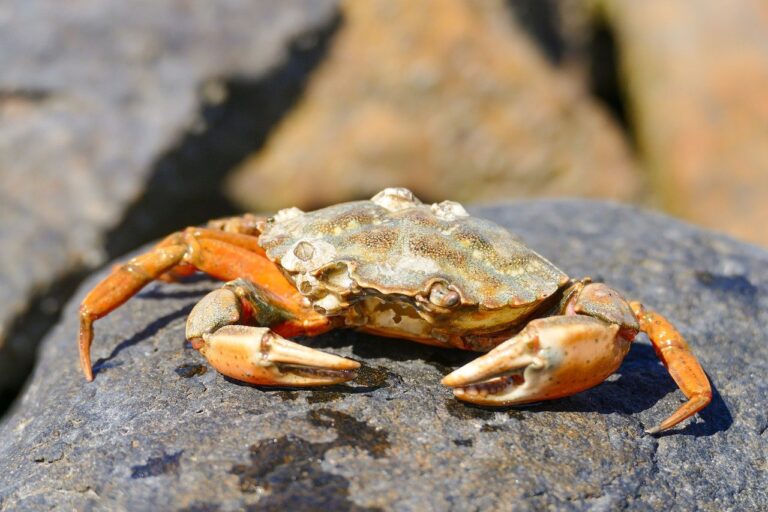 Identifying Shrimp Predators: What Eats Shrimp