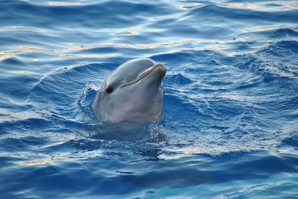 dolphin, animal, sea-893755.jpg