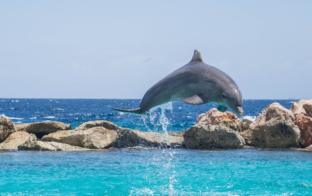 dolphin, aquarium, jumping-906182.jpg