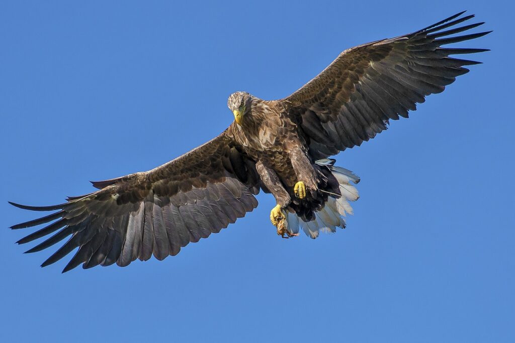 eagle, bird, bird of prey-1753002.jpg