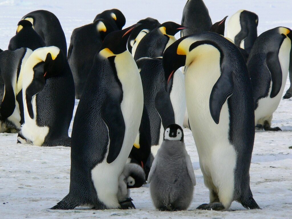 emperor penguins, baby penguin, birds-429128.jpg