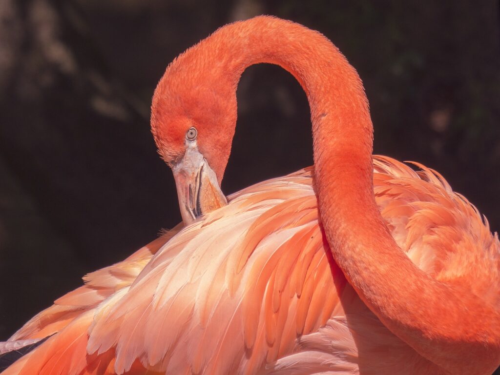 flamingo, nature, water bird-5202971.jpg
