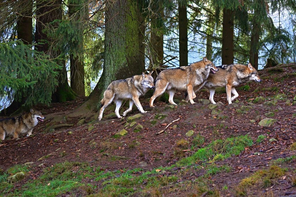 forest, wolves, nature-4657470.jpg