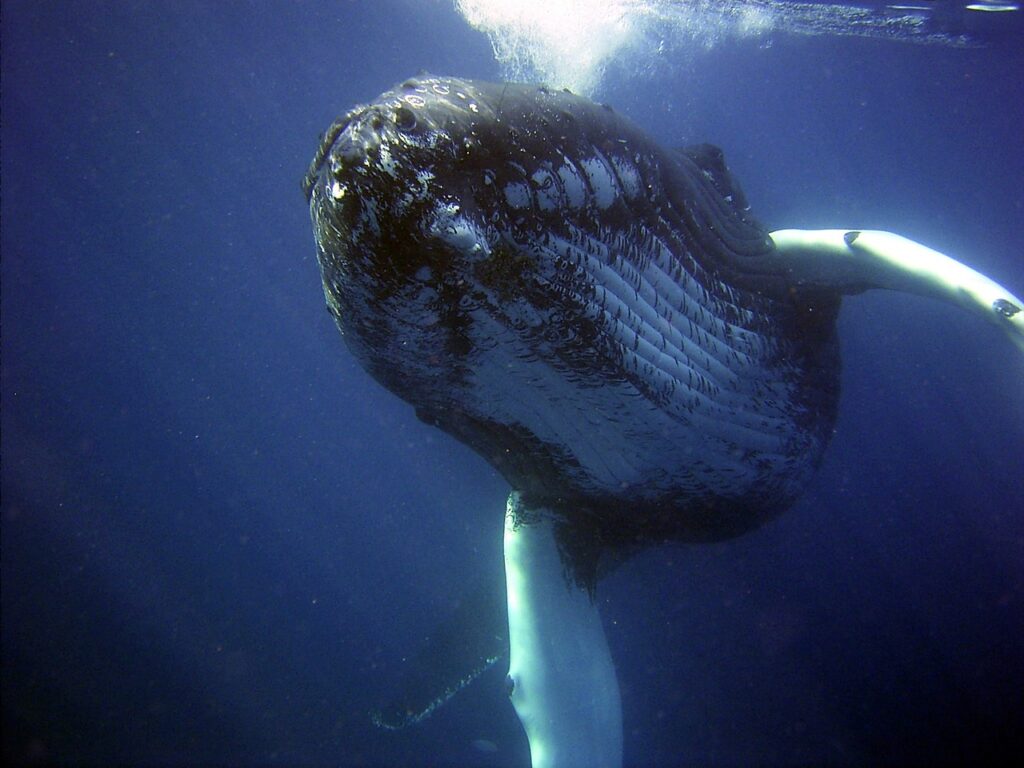 humpback, whale, sea-79854.jpg