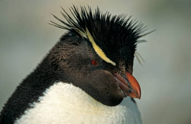 Meet the Penguins With Yellow Hair: Most Stylish Birds
