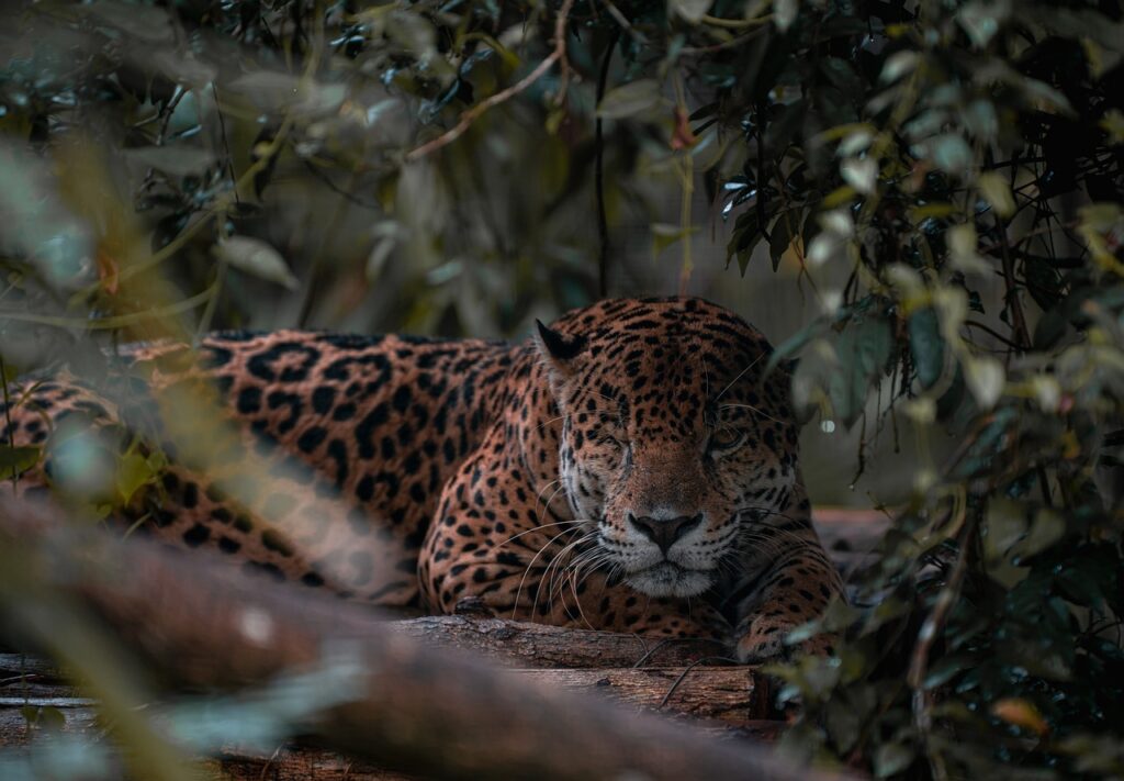 jaguar, feline, mammal-8247911.jpg