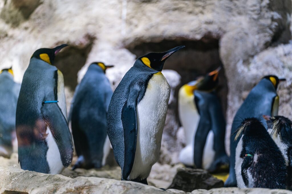 king penguins, zoo, nature-7378114.jpg