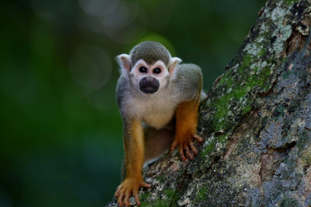 monkey, animal, tree-1197100.jpg
