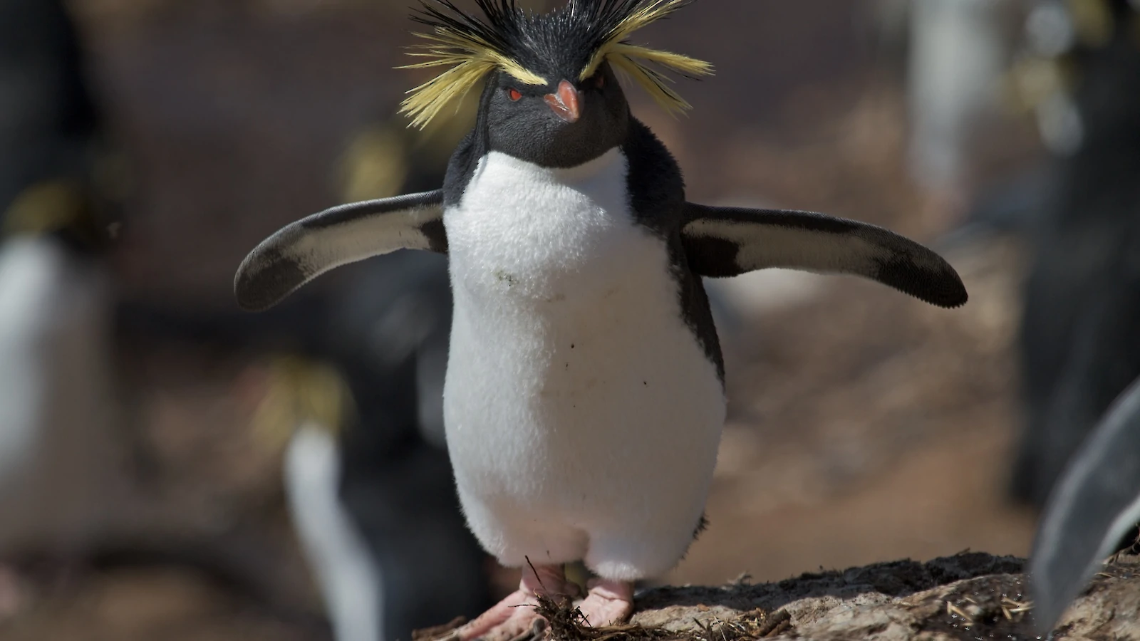 Meet the Penguins With Yellow Hair: Most Stylish Birds