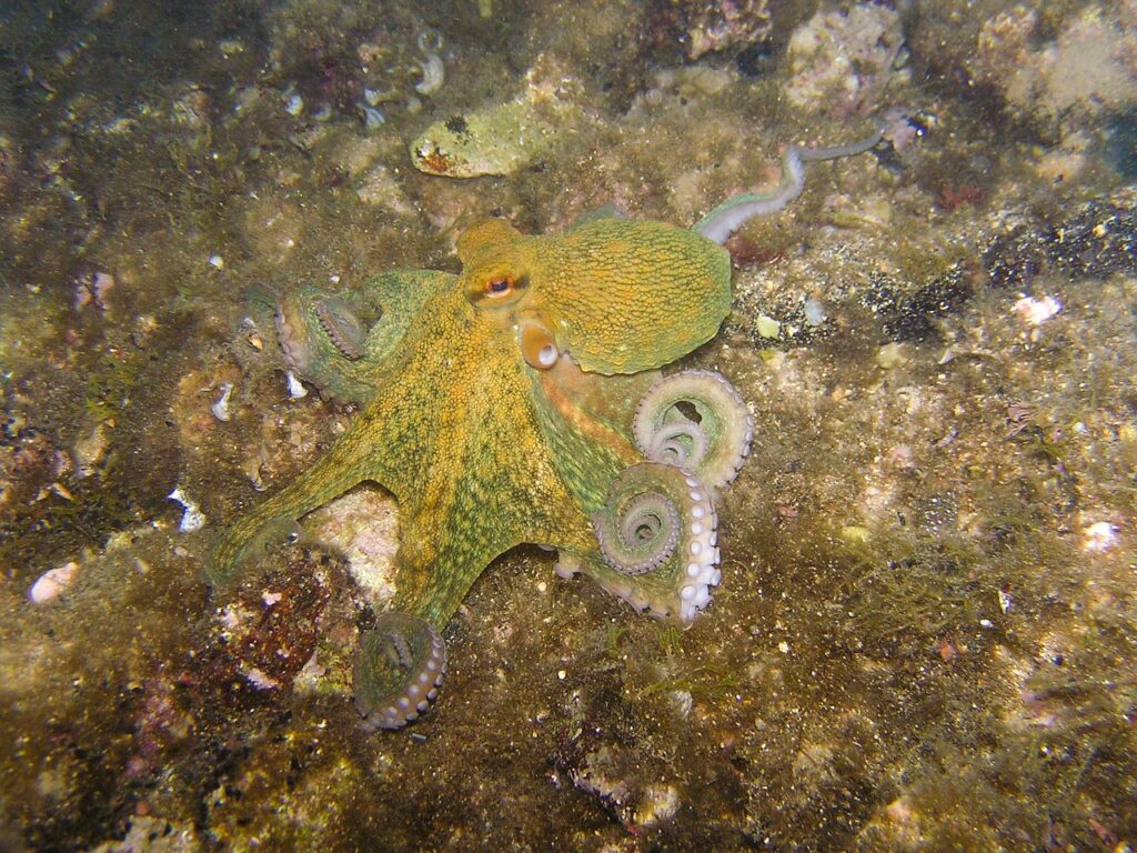 octopus, squid, dive-230009.jpg