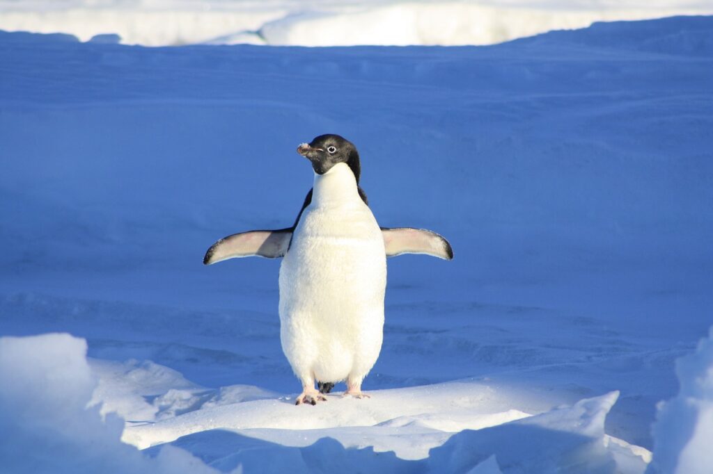 penguin, nature, fun-56101.jpg