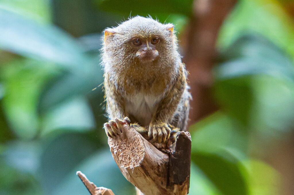 pygmy marmoset, monkey, chester zoo-7154196.jpg