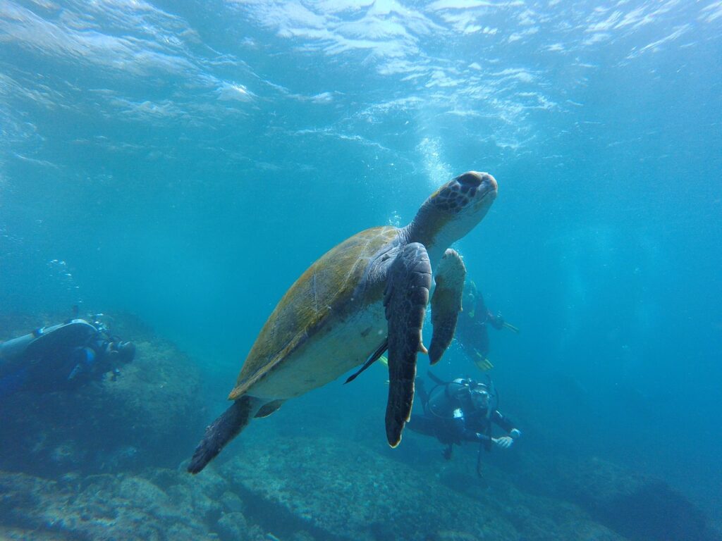 sea turtle, dive, sea-1296565.jpg