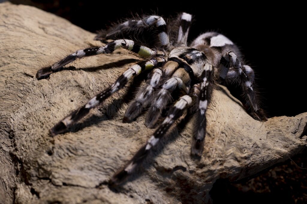 tarantula, spider, poecilotheria-3749850.jpg